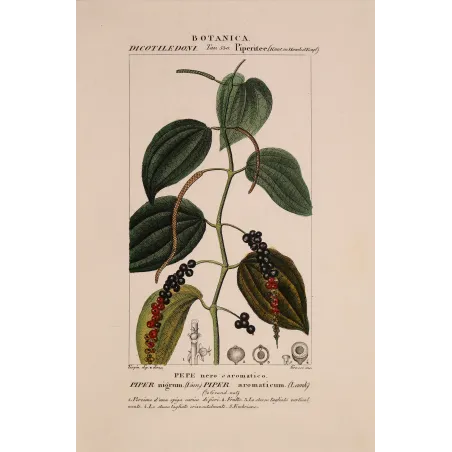 Antique Print by Pierre Jean François Turpin – Black Pepper (Piper nigrum)