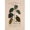 Black Pepper (*Piper nigrum*) lot with 2 Original hand-colored engravings by Turpin,  Antique  Botanical Print(c.1835)
