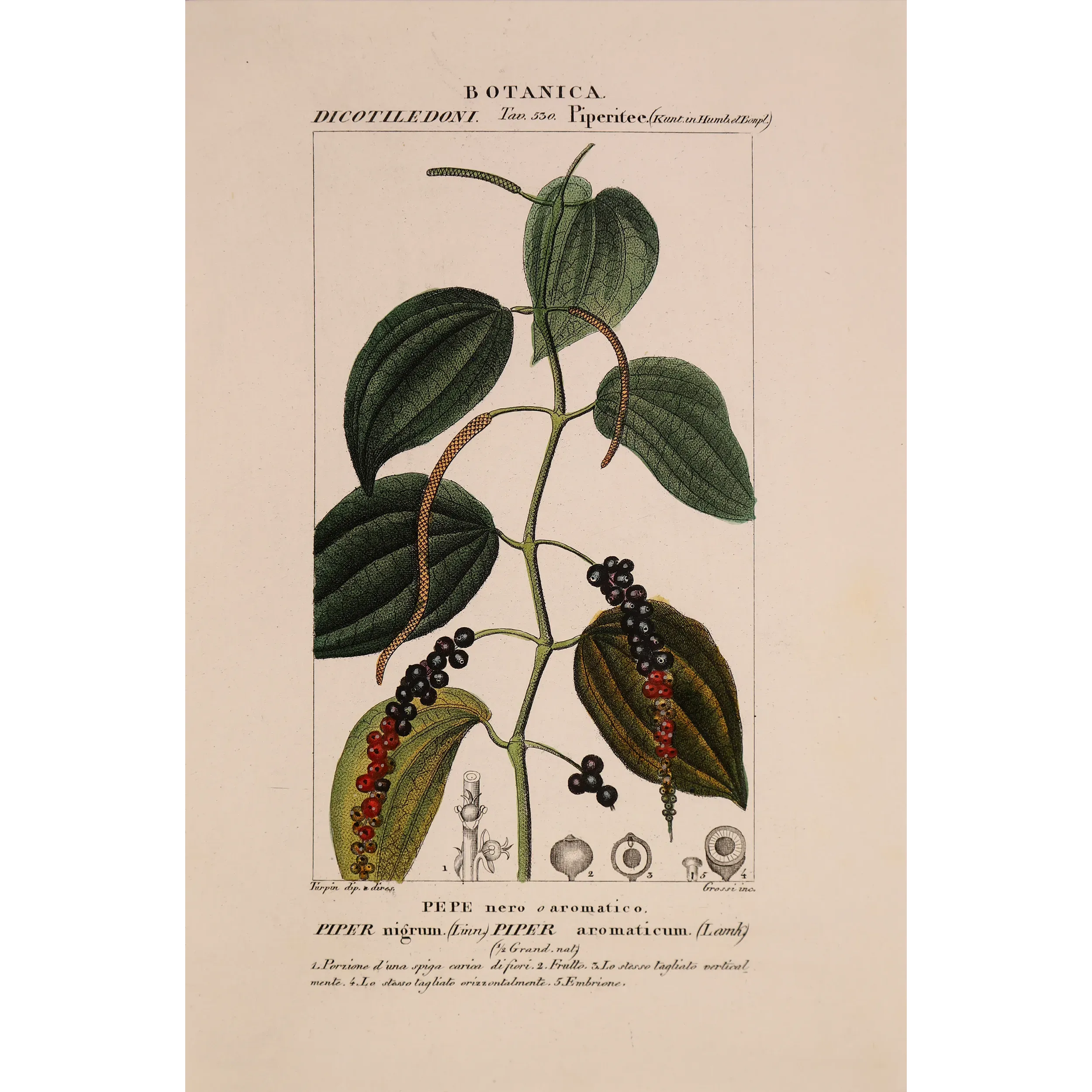 Antique Print by Pierre Jean François Turpin – Black Pepper (Piper nigrum)