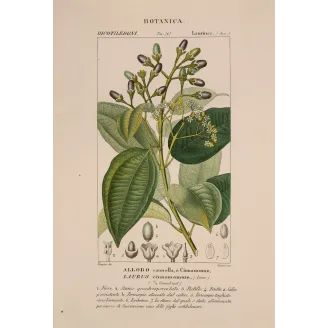 Antique Botanical Print – Pierre Jean François Turpin – Bay Laurel