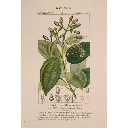 Antique Botanical Print – Pierre Jean François Turpin – Bay Laurel