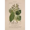 Bay Laurel (*Laurus cinnamomum*) Original hand-colored engraving by Turpin,  Antique  Botanical Print (c.1835)