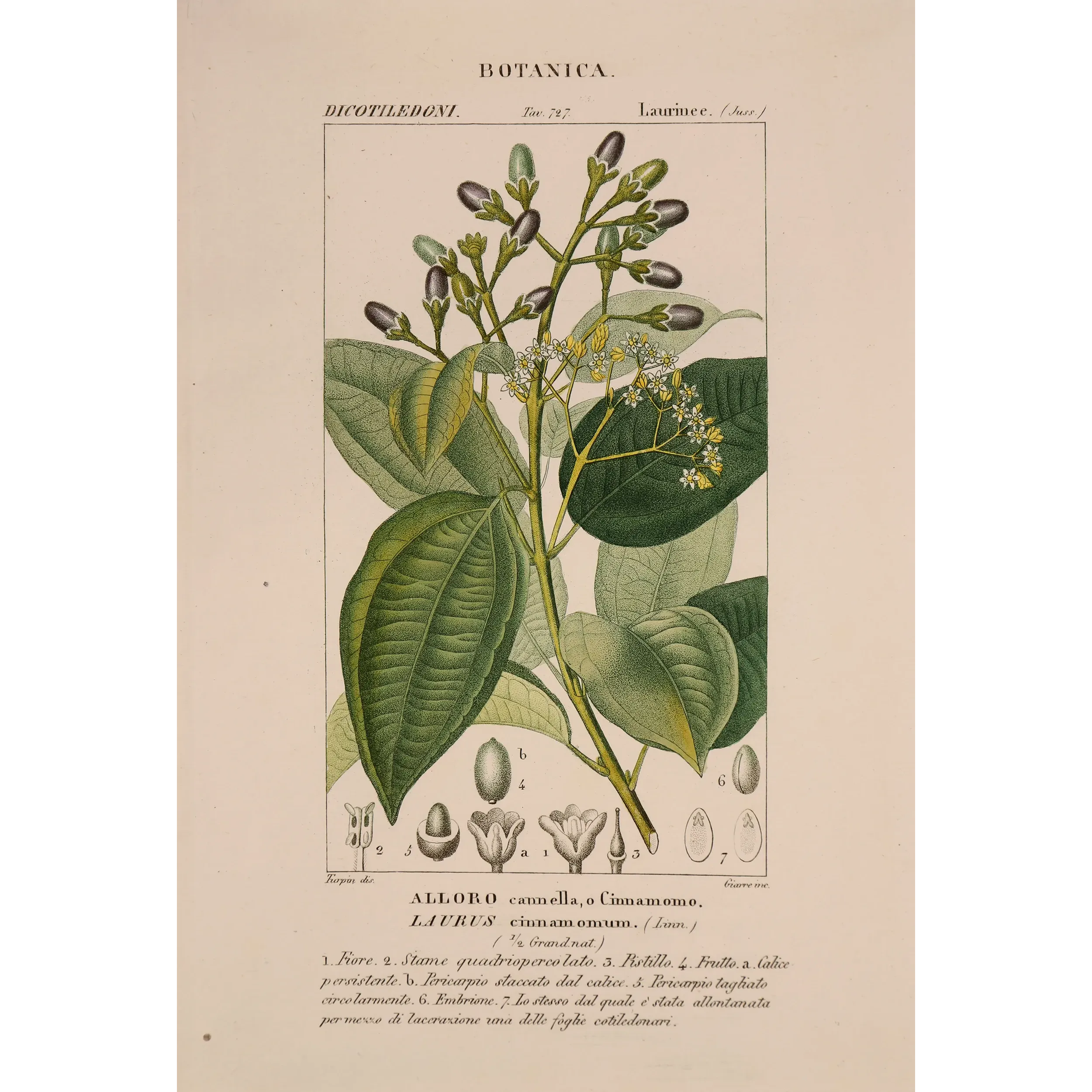 Antique Botanical Print – Pierre Jean François Turpin – Bay Laurel