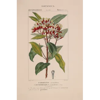 Antique Botanical Print – Pierre Jean François Turpin – Clove Tree