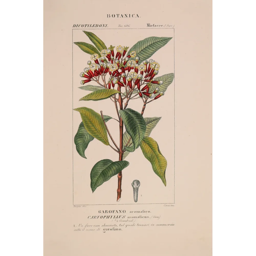 Antique Botanical Print – Pierre Jean François Turpin – Clove Tree