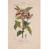 Clove Tree (*Caryophyllus aromaticus*) lot with 2 Original hand-col. engravings by Turpin, Antique  Botanical Print (c.1835)