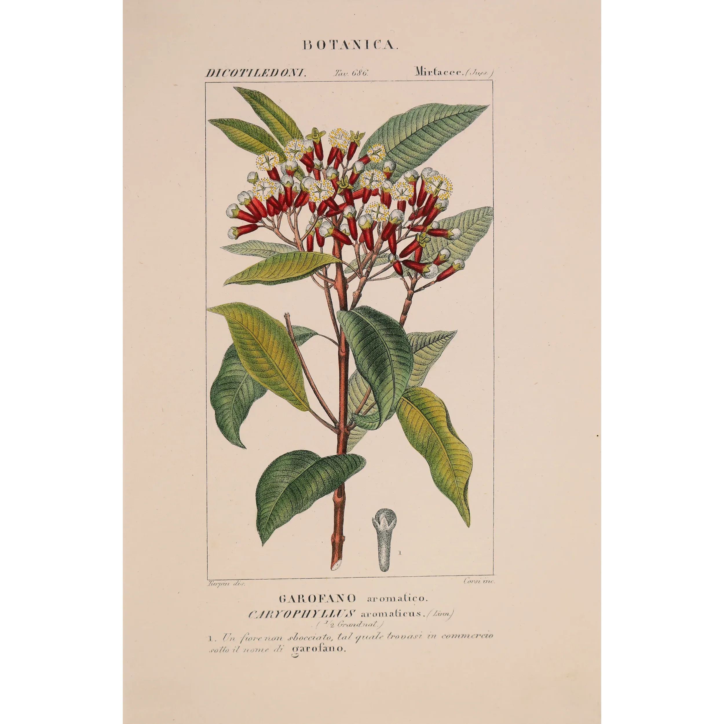 Antique Botanical Print – Pierre Jean François Turpin – Clove Tree