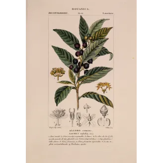 Antique Botanical Print – Pierre Jean François Turpin – Bay Laurel