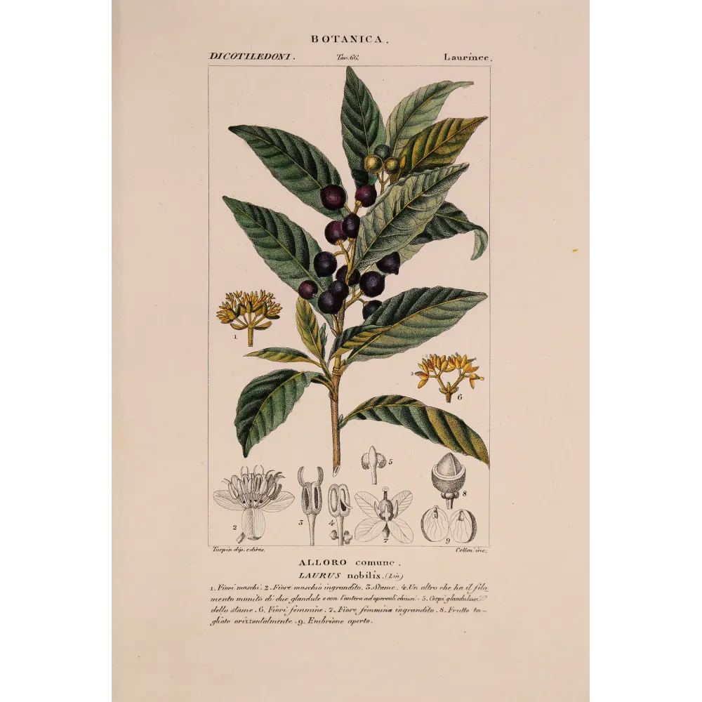 Antique Botanical Print – Pierre Jean François Turpin – Bay Laurel