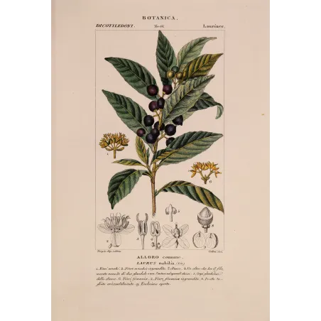 Antique Botanical Print – Pierre Jean François Turpin – Bay Laurel