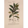 Bay Laurel (*Laurus nobilis*) Original hand-colored engraving by Turpin, Antique  Botanical Print(c.1835)