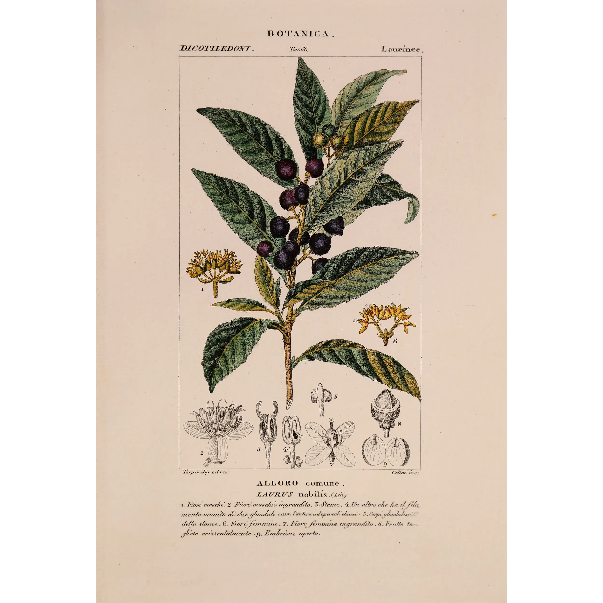 Antique Botanical Print – Pierre Jean François Turpin – Bay Laurel