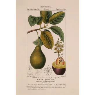 Antique Print by Pierre Jean François Turpin – Avocado (Persea gratissima)