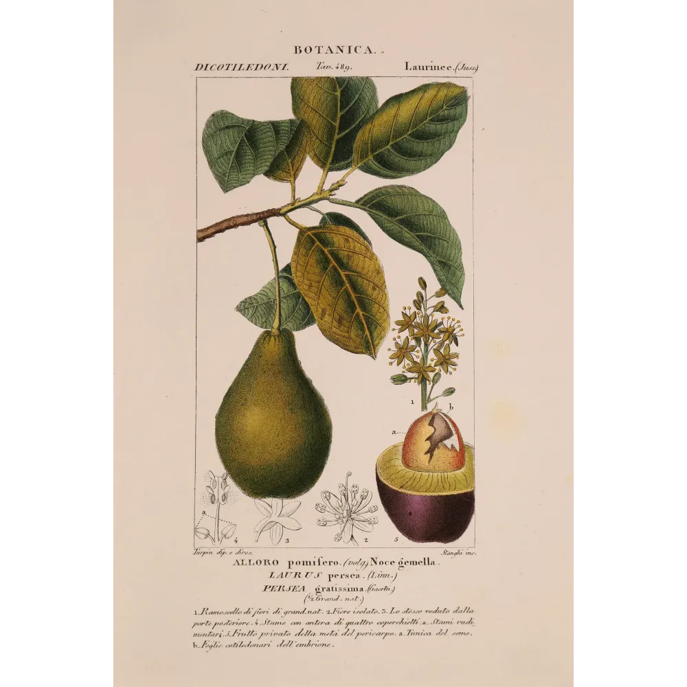 Antique Print by Pierre Jean François Turpin – Avocado (Persea gratissima)