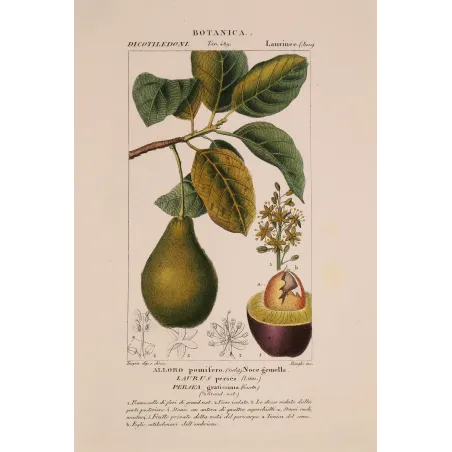 Antique Print by Pierre Jean François Turpin – Avocado (Persea gratissima)