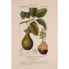 Avocado (*Persea gratissima*) Original hand-colored engraving by Turpin, Antique  Botanical Print (c.1835)