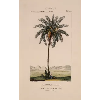 Antique Botanical Print – Pierre Jean François Turpin – Set with 2 Date Palm Phoenix dactylifera