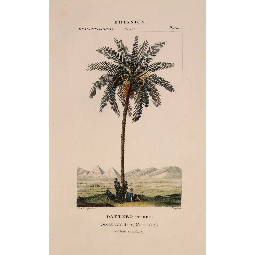 Antique Botanical Print – Pierre Jean François Turpin – Set with 2 Date Palm Phoenix dactylifera