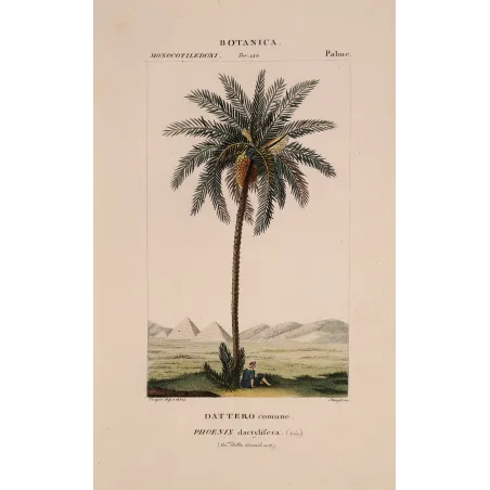 Antique Botanical Print – Pierre Jean François Turpin – Set with 2 Date Palm Phoenix dactylifera