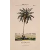Set with 2 Date Palm Phoenix dactylifera (Dattero comune) Antique  Botanical Print
