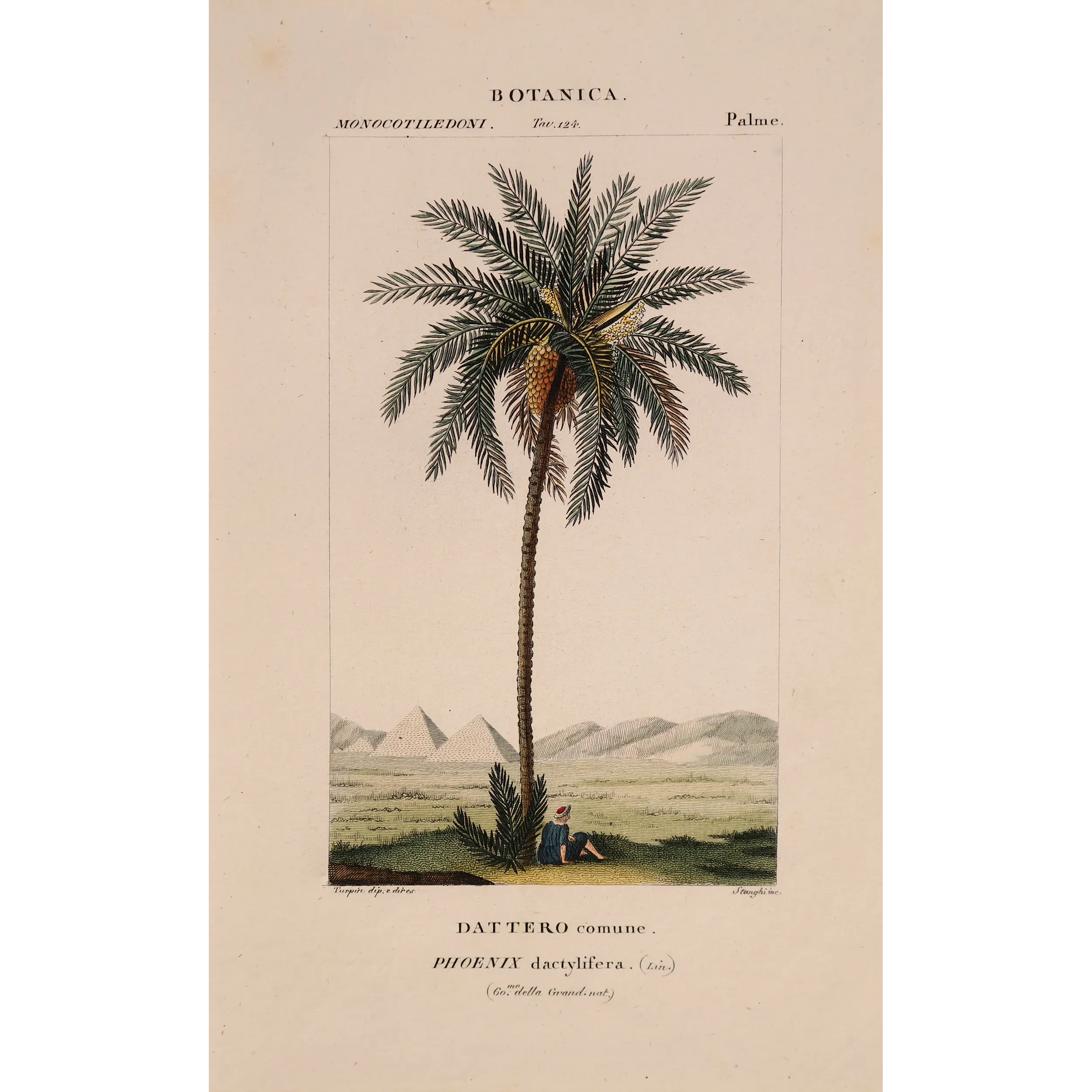 Antique Botanical Print – Pierre Jean François Turpin – Set with 2 Date Palm Phoenix dactylifera