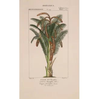 Antique Botanical Print – Pierre Jean François Turpin – Set With 2 Sago Palm  Sagus Rumphii