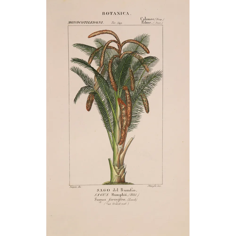 Antique Botanical Print – Pierre Jean François Turpin – Set With 2 Sago Palm  Sagus Rumphii