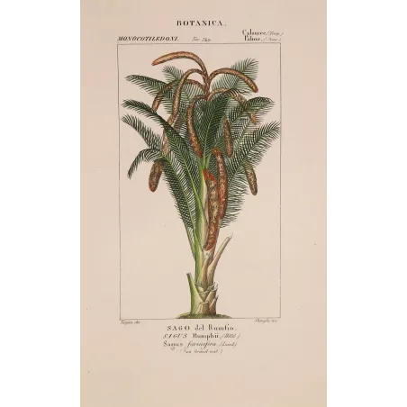 Antique Botanical Print – Pierre Jean François Turpin – Set With 2 Sago Palm  Sagus Rumphii