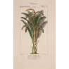 Set With 2 Sago Palm  Sagus Rumphii (Sago del Rumfo) Antique  Botanical Print