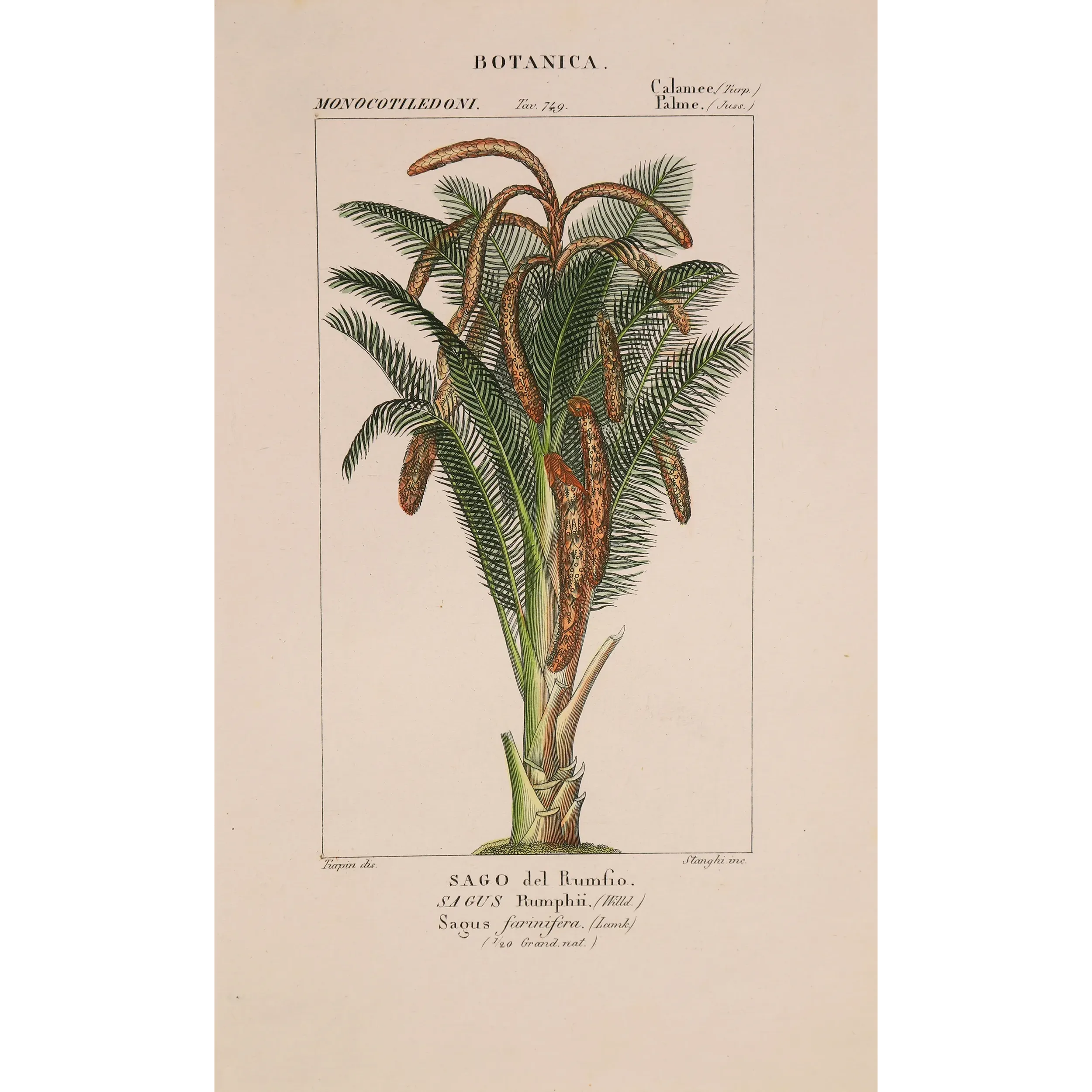 Antique Botanical Print – Pierre Jean François Turpin – Set With 2 Sago Palm  Sagus Rumphii