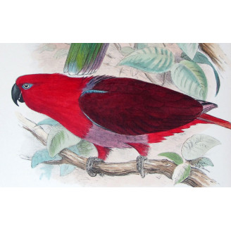 Red-sided Parrot by Roland Green – The Birds of Australia