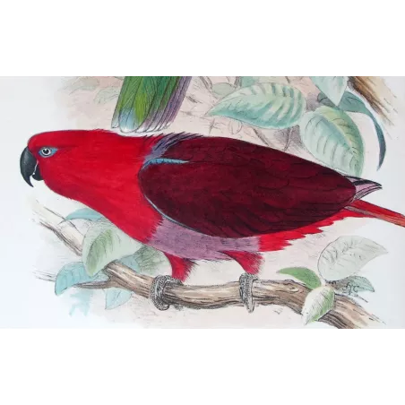 Red-sided Parrot by Roland Green – The Birds of Australia