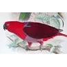Red-sided Parrot (*Eclectus r. macgillivrayi*) – Original lithograph by Green, Mathews (1910–27)