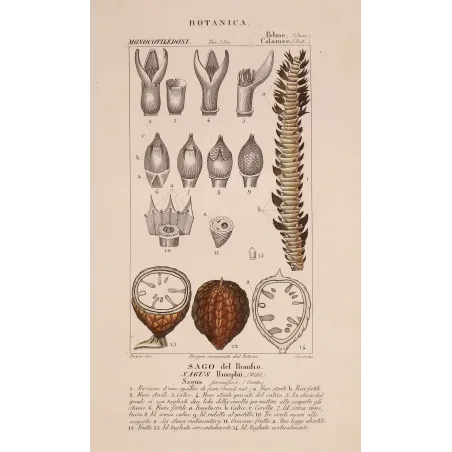 Antique Botanical Print – Pierre Jean François Turpin – Set With 2 Sago Palm  Sagus Rumphii
