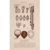 Set With 2 Sago Palm  Sagus Rumphii (Sago del Rumfo) Antique  Botanical Print