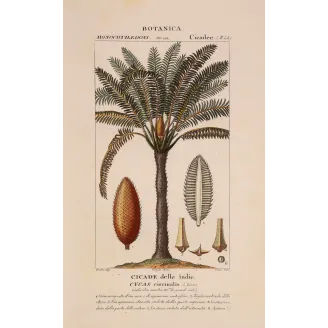 Antique Print by Pierre Jean François Turpin – Cycas circinalis Cicade delle Indie Antique  Botanical Print