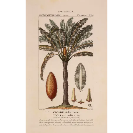 Antique Print by Pierre Jean François Turpin – Cycas circinalis Cicade delle Indie Antique  Botanical Print