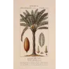 Cycas circinalis Cicade delle Indie Antique  Botanical Print