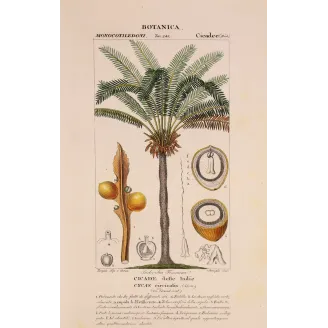 Antique Botanical Print – Pierre Jean François Turpin – Indian Sago Palm Cycas circinalis