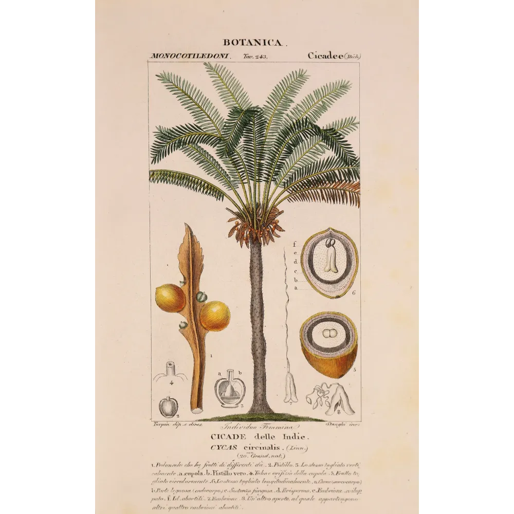 Antique Botanical Print – Pierre Jean François Turpin – Indian Sago Palm Cycas circinalis