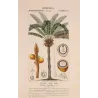 Indian Sago Palm Cycas circinalis (female) Antique  Botanical Print
