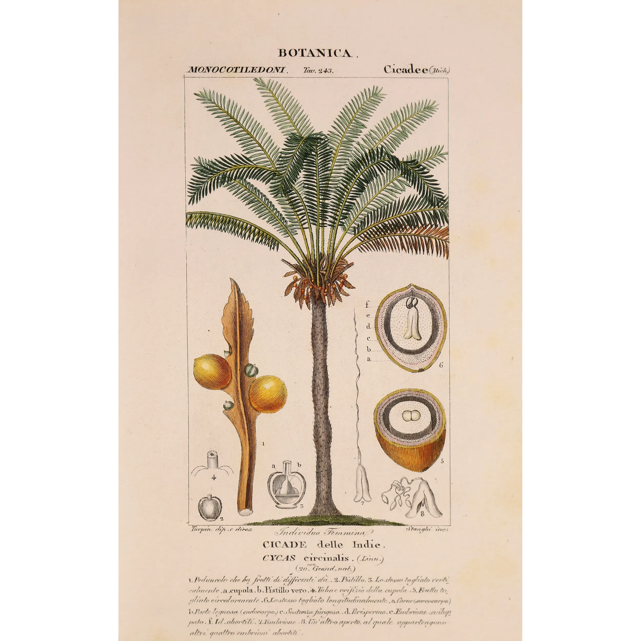 Antique Botanical Print – Pierre Jean François Turpin – Indian Sago Palm Cycas circinalis