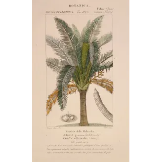 Antique Botanical Print – Pierre Jean François Turpin – Sagus officinalis Sago delle Molucche Antique  Botanical Print