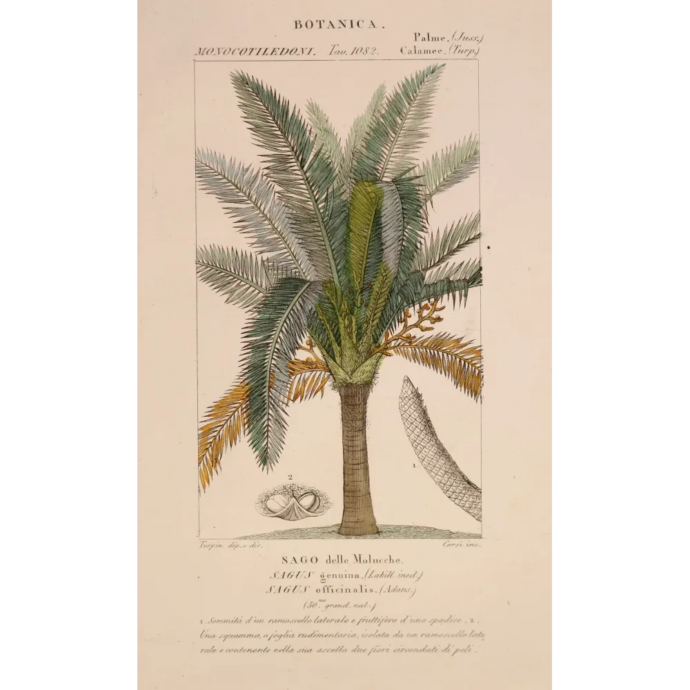 Antique Botanical Print – Pierre Jean François Turpin – Sagus officinalis Sago delle Molucche Antique  Botanical Print