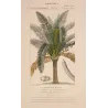 Sagus officinalis Sago delle Molucche Antique  Botanical Print