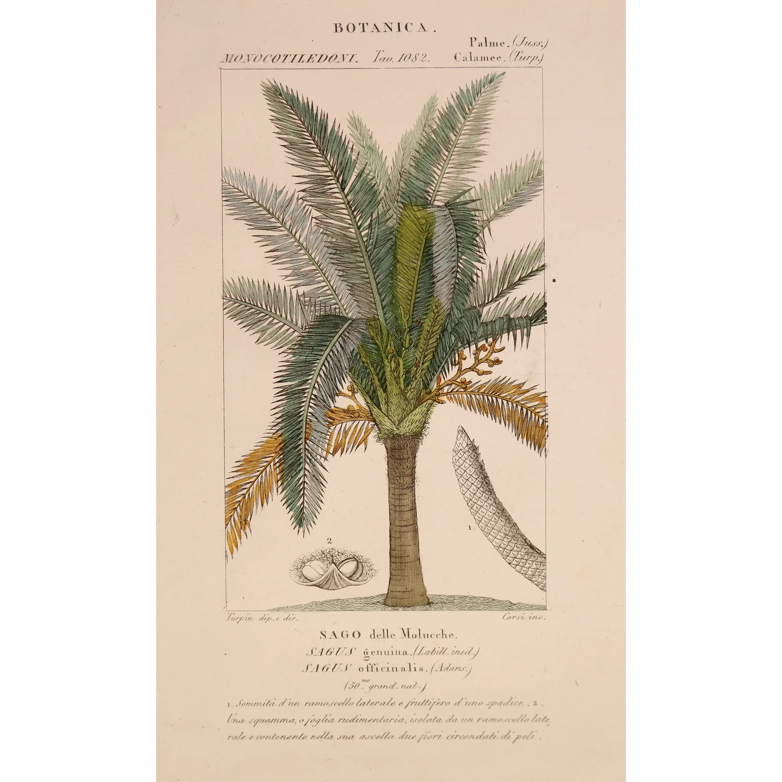 Antique Botanical Print – Pierre Jean François Turpin – Sagus officinalis Sago delle Molucche Antique  Botanical Print