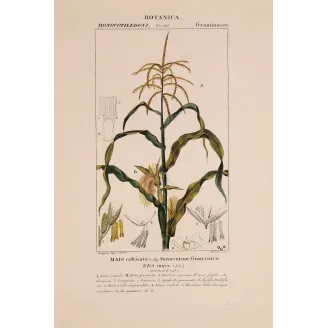 Antique Botanical Print – Pierre Jean François Turpin – Maize or Indian Corn  *Zea mays* set of 2 - Original hand-colored engra