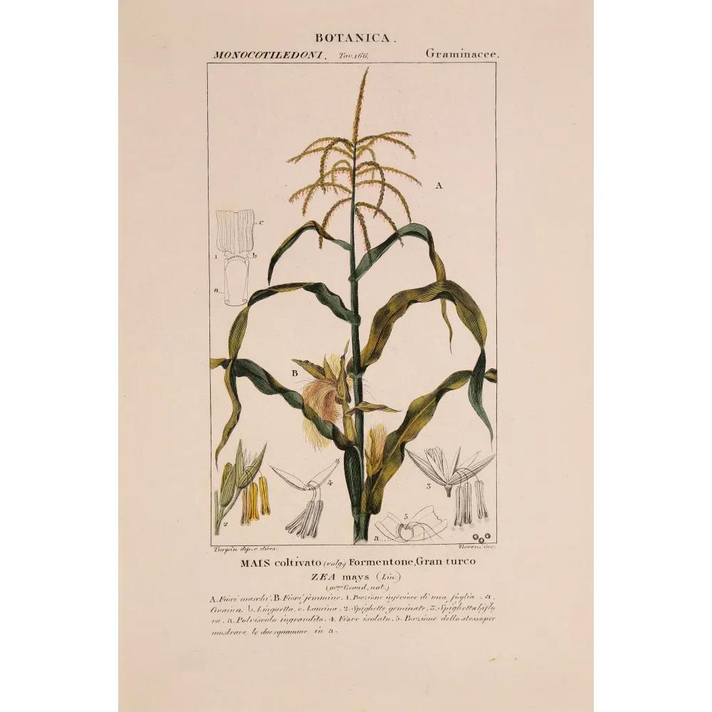 Antique Botanical Print – Pierre Jean François Turpin – Maize or Indian Corn  *Zea mays* set of 2 - Original hand-colored engra