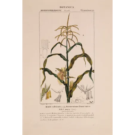 Antique Botanical Print – Pierre Jean François Turpin – Maize or Indian Corn  *Zea mays* set of 2 - Original hand-colored engra