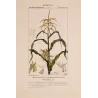 Maize or Indian Corn  *Zea mays* set of 2 - Original hand-colored engraving by Turpin, Antique Botanical Print (c.1835)